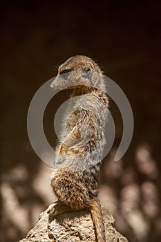 Especie animal, Suricata suricatta photo